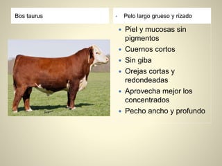 Bos taurus • Pelo largo grueso y rizado
 Piel y mucosas sin
pigmentos
 Cuernos cortos
 Sin giba
 Orejas cortas y
redondeadas
 Aprovecha mejor los
concentrados
 Pecho ancho y profundo
 