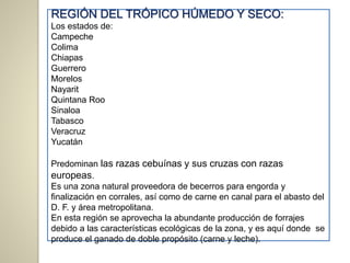 REGIÓN DEL TRÓPICO HÚMEDO Y SECO:
Los estados de:
Campeche
Colima
Chiapas
Guerrero
Morelos
Nayarit
Quintana Roo
Sinaloa
Tabasco
Veracruz
Yucatán
Predominan las razas cebuínas y sus cruzas con razas
europeas.
Es una zona natural proveedora de becerros para engorda y
finalización en corrales, así como de carne en canal para el abasto del
D. F. y área metropolitana.
En esta región se aprovecha la abundante producción de forrajes
debido a las características ecológicas de la zona, y es aquí donde se
produce el ganado de doble propósito (carne y leche).
 