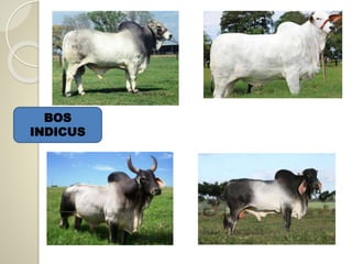 BOS
INDICUS
 