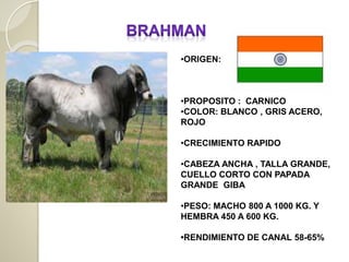 •ORIGEN:
•PROPOSITO : CARNICO
•COLOR: BLANCO , GRIS ACERO,
ROJO
•CRECIMIENTO RAPIDO
•CABEZA ANCHA , TALLA GRANDE,
CUELLO CORTO CON PAPADA
GRANDE GIBA
•PESO: MACHO 800 A 1000 KG. Y
HEMBRA 450 A 600 KG.
•RENDIMIENTO DE CANAL 58-65%
 