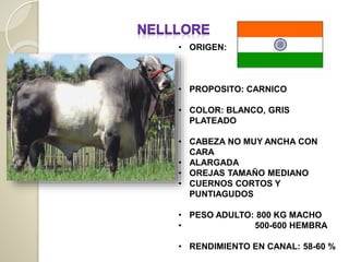 • ORIGEN:
• PROPOSITO: CARNICO
• COLOR: BLANCO, GRIS
PLATEADO
• CABEZA NO MUY ANCHA CON
CARA
• ALARGADA
• OREJAS TAMAÑO MEDIANO
• CUERNOS CORTOS Y
PUNTIAGUDOS
• PESO ADULTO: 800 KG MACHO
• 500-600 HEMBRA
• RENDIMIENTO EN CANAL: 58-60 %
 