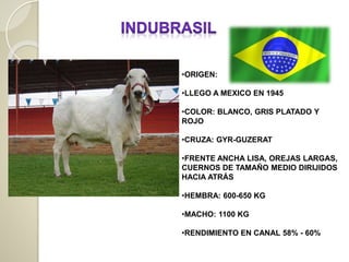 •ORIGEN:
•LLEGO A MEXICO EN 1945
•COLOR: BLANCO, GRIS PLATADO Y
ROJO
•CRUZA: GYR-GUZERAT
•FRENTE ANCHA LISA, OREJAS LARGAS,
CUERNOS DE TAMAÑO MEDIO DIRIJIDOS
HACIA ATRÁS
•HEMBRA: 600-650 KG
•MACHO: 1100 KG
•RENDIMIENTO EN CANAL 58% - 60%
 