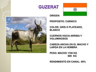 ORIGEN:
PROPOSITO: CARNICO
COLOR: GRIS O PLATEADO,
BLANCO
CUERNOS HACIA ARRIBA Y
VOLUMINOSOS
CABEZA ANCHA EN EL MACHO Y
LARGA EN LA HEMBRA
PESO: MACHO 1100 KG
800 KG
RENDIMIENTO EN CANAL: 60%
 