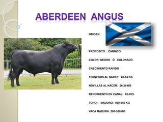 ORIGEN:
PROPOSITO : CARNICO
COLOR: NEGRO Ó COLORADO
CRECIMIENTO RAPIDO
TERNEROS AL NACER: 28-34 KG
NOVILLAS AL NACER: 26-29 KG
RENDIMIENTO EN CANAL: 65-70%
TORO : MADURO: 800-950 KG
VACA MADURA: 500-550 KG
 