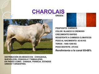 ORIGEN :
PROPOSITO: CARNICO
COLOR: BLANCO O CREMOSO
CRECIMIENTO RAPIDO
RESISTENTE A CAMBIOS CLIMATICOS
PESO AL NACIMIENTO: 42-45 KG
TOROS : 1000-1200 KG
PESO DESTETE: 270 KG
Rendimiento a la canal 65-68%
DISTRIBUCIÓN EN MEXICO EN : CHIHUAHUA,
NUEVOLEON, COAHUILA Y TAMAULIPAS.
EN PAISES COMO: CANADA, FRANCIA, ESTADOS
UNIDOS Y ARGENTINA.
 