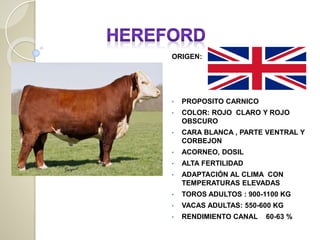 ORIGEN:
• PROPOSITO CARNICO
• COLOR: ROJO CLARO Y ROJO
OBSCURO
• CARA BLANCA , PARTE VENTRAL Y
CORBEJON
• ACORNEO, DOSIL
• ALTA FERTILIDAD
• ADAPTACIÓN AL CLIMA CON
TEMPERATURAS ELEVADAS
• TOROS ADULTOS : 900-1100 KG
• VACAS ADULTAS: 550-600 KG
• RENDIMIENTO CANAL 60-63 %
 