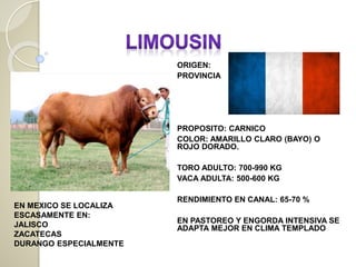ORIGEN:
PROVINCIA
PROPOSITO: CARNICO
COLOR: AMARILLO CLARO (BAYO) O
ROJO DORADO.
TORO ADULTO: 700-990 KG
VACA ADULTA: 500-600 KG
RENDIMIENTO EN CANAL: 65-70 %
EN PASTOREO Y ENGORDA INTENSIVA SE
ADAPTA MEJOR EN CLIMA TEMPLADO
EN MEXICO SE LOCALIZA
ESCASAMENTE EN:
JALISCO
ZACATECAS
DURANGO ESPECIALMENTE
 