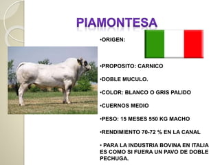 •ORIGEN:
•PROPOSITO: CARNICO
•DOBLE MUCULO.
•COLOR: BLANCO O GRIS PALIDO
•CUERNOS MEDIO
•PESO: 15 MESES 550 KG MACHO
•RENDIMIENTO 70-72 % EN LA CANAL
• PARA LA INDUSTRIA BOVINA EN ITALIA
ES COMO SI FUERA UN PAVO DE DOBLE
PECHUGA.
 