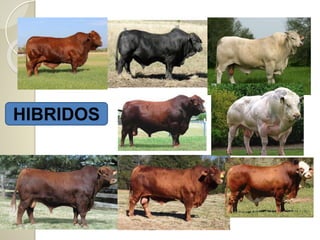 HIBRIDOS
 