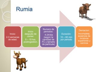 Rumia
Inicio:
2-3 semanas
de edad.
Inicio
después de
comer:
5 – 15 hrs.
postingestion.
Numero de
periodos:
4-24/dia
(según la
cantidad de
FC y tamaño
de partícula)
Duración:
10 – 60 min
por periodo
Dentacion:
Incompleta,
ausencia de
incisivos
superiores y
caninos
 