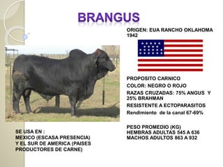 ORIGEN: EUA RANCHO OKLAHOMA
1942
PROPOSITO CARNICO
COLOR: NEGRO O ROJO
RAZAS CRUZADAS: 75% ANGUS Y
25% BRAHMAN
RESISTENTE A ECTOPARASITOS
Rendimiento de la canal 67-69%
PESO PROMEDIO (KG)
HEMBRAS ADULTAS 545 A 636
MACHOS ADULTOS 863 A 932
SE USA EN :
MEXICO (ESCASA PRESENCIA)
Y EL SUR DE AMERICA (PAISES
PRODUCTORES DE CARNE)
 