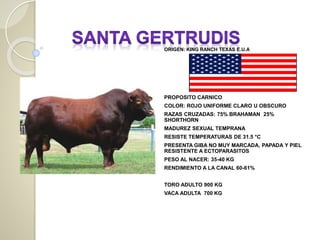 ORIGEN: KING RANCH TEXAS E.U.A
PROPOSITO CARNICO
COLOR: ROJO UNIFORME CLARO U OBSCURO
RAZAS CRUZADAS: 75% BRAHAMAN 25%
SHORTHORN
MADUREZ SEXUAL TEMPRANA
RESISTE TEMPERATURAS DE 31.5 °C
PRESENTA GIBA NO MUY MARCADA, PAPADA Y PIEL
RESISTENTE A ECTOPARASITOS
PESO AL NACER: 35-40 KG
RENDIMIENTO A LA CANAL 60-61%
TORO ADULTO 900 KG
VACA ADULTA 700 KG
DISTRIBUCIÓN EN:
MEXICO EN LA ZONA DEL GOLFO
 