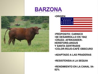 •ORIGEN:
•PROPOSITO: CARNICO
•SE DESARROLLO EN 1942
•CRUZA: AFRIKANDER-
HEREFORD-ANGUS
Y SANTA GERTRUDIS
•COLOR:ROJO-CAFÉ OBSCURO
•ADAPTADO A LAS PRADERAS
•RESISTENSIA A LA SEQUIA
•RENDIMIENTO EN LA CANAL 54-
62%
 