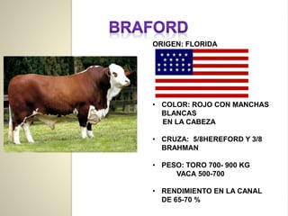 ORIGEN: FLORIDA
• COLOR: ROJO CON MANCHAS
BLANCAS
EN LA CABEZA
• CRUZA: 5/8HEREFORD Y 3/8
BRAHMAN
• PESO: TORO 700- 900 KG
VACA 500-700
• RENDIMIENTO EN LA CANAL
DE 65-70 %
 