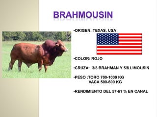 •ORIGEN: TEXAS, USA
•COLOR: ROJO
•CRUZA: 3/8 BRAHMAN Y 5/8 LIMOUSIN
•PESO :TORO 700-1000 KG
VACA 500-600 KG
•RENDIMIENTO DEL 57-61 % EN CANAL
 