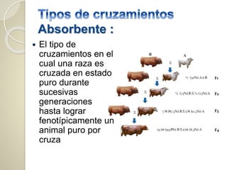 Absorbente :
 El tipo de
cruzamientos en el
cual una raza es
cruzada en estado
puro durante
sucesivas
generaciones
hasta lograr
fenotípicamente un
animal puro por
cruza
 