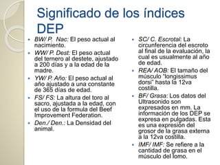 Significado de los índices
DEP
 BW/ P. Nac: El peso actual al
nacimiento.
 WW/ P. Dest: El peso actual
del ternero al destete, ajustado
a 200 días y a la edad de la
madre.
 YW/ P. Año: El peso actual al
año ajustado a una constante
de 365 días de edad.
 FS/ FS: La altura del toro al
sacro, ajustada a la edad, con
el uso de la formula del Beef
Improvement Federation.
 Den./ Den.: La Densidad del
animal.
 SC/ C. Escrotal: La
circunferencia del escroto
al final de la evaluación, la
cual es usualmente al año
de edad.
 REA/ AOB: El tamaño del
músculo “longissimus
dorsi” hasta la 12va
costilla.
 BF/ Grasa: Los datos del
Ultrasonido son
expresados en mm. La
información de los DEP se
expresa en pulgadas. Esta
es una expresión del
grosor de la grasa externa
a la 12va costilla.
 IMF/ IMF: Se refiere a la
cantidad de grasa en el
músculo del lomo.
 