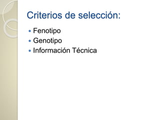 Criterios de selección:
 Fenotipo
 Genotipo
 Información Técnica
 
