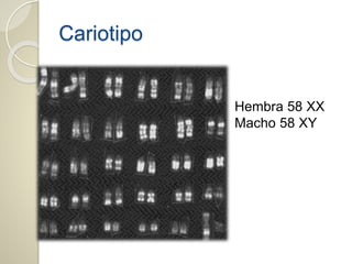 Cariotipo
Hembra 58 XX
Macho 58 XY
 