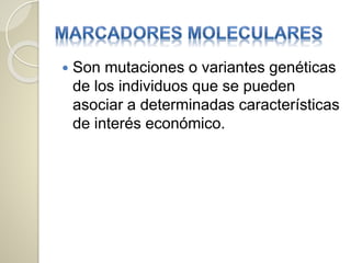  Son mutaciones o variantes genéticas
de los individuos que se pueden
asociar a determinadas características
de interés económico.
 