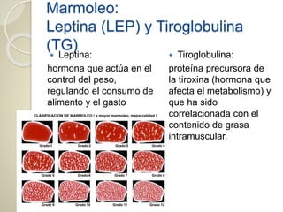 Marmoleo:
Leptina (LEP) y Tiroglobulina
(TG)
 Leptina:
hormona que actúa en el
control del peso,
regulando el consumo de
alimento y el gasto
energético.
 Tiroglobulina:
proteína precursora de
la tiroxina (hormona que
afecta el metabolismo) y
que ha sido
correlacionada con el
contenido de grasa
intramuscular.
 