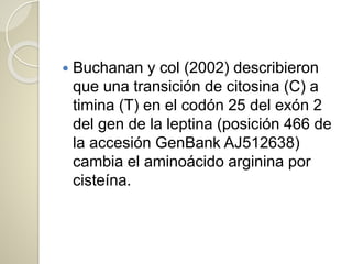  Buchanan y col (2002) describieron
que una transición de citosina (C) a
timina (T) en el codón 25 del exón 2
del gen de la leptina (posición 466 de
la accesión GenBank AJ512638)
cambia el aminoácido arginina por
cisteína.
 
