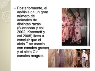  Posteriormente, el
análisis de un gran
número de
animales de
distintas razas
(Buchanan y col
2002, Kononoff y
col 2005) llevó a
concluir que el
alelo T se asocia
con canales grasas
y el alelo C a
canales magras.
 