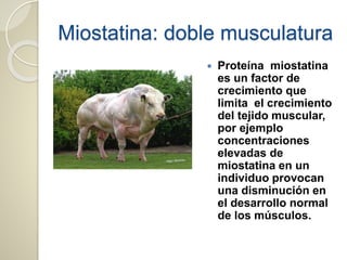 Miostatina: doble musculatura
 Proteína miostatina
es un factor de
crecimiento que
limita el crecimiento
del tejido muscular,
por ejemplo
concentraciones
elevadas de
miostatina en un
individuo provocan
una disminución en
el desarrollo normal
de los músculos.
 