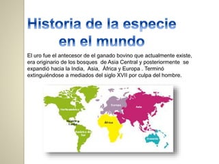 El uro fue el antecesor de el ganado bovino que actualmente existe,
era originario de los bosques de Asia Central y posteriormente se
expandió hacia la India, Asia, África y Europa . Terminó
extinguiéndose a mediados del siglo XVII por culpa del hombre.
 
