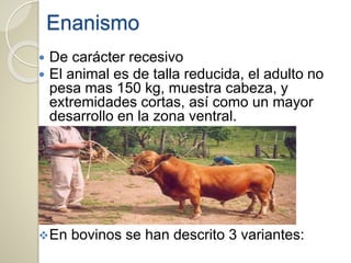 Enanismo
 De carácter recesivo
 El animal es de talla reducida, el adulto no
pesa mas 150 kg, muestra cabeza, y
extremidades cortas, así como un mayor
desarrollo en la zona ventral.
En bovinos se han descrito 3 variantes:
 