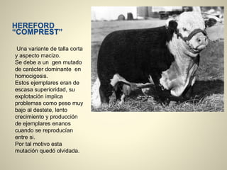 HEREFORD
“COMPREST”
Una variante de talla corta
y aspecto macizo.
Se debe a un gen mutado
de carácter dominante en
homocigosis.
Estos ejemplares eran de
escasa superioridad, su
explotación implica
problemas como peso muy
bajo al destete, lento
crecimiento y producción
de ejemplares enanos
cuando se reproducían
entre si.
Por tal motivo esta
mutación quedó olvidada.
 