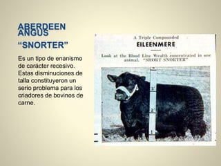 ABERDEEN
ANGUS
“SNORTER”
Es un tipo de enanismo
de carácter recesivo.
Estas disminuciones de
talla constituyeron un
serio problema para los
criadores de bovinos de
carne.
 