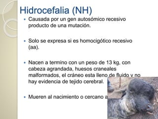 Hidrocefalia (NH)
 Causada por un gen autosómico recesivo
producto de una mutación.
 Solo se expresa si es homocigótico recesivo
(aa).
 Nacen a termino con un peso de 13 kg, con
cabeza agrandada, huesos craneales
malformados, el cráneo esta lleno de fluido y no
hay evidencia de tejido cerebral.
 Mueren al nacimiento o cercano a.
 