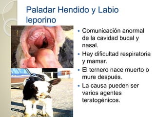 Paladar Hendido y Labio
leporino
 Comunicación anormal
de la cavidad bucal y
nasal.
 Hay dificultad respiratoria
y mamar.
 El ternero nace muerto o
mure después.
 La causa pueden ser
varios agentes
teratogénicos.
 