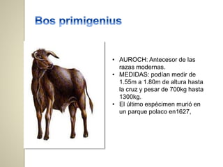 • AUROCH: Antecesor de las
razas modernas.
• MEDIDAS: podían medir de
1.55m a 1.80m de altura hasta
la cruz y pesar de 700kg hasta
1300kg.
• El último espécimen murió en
un parque polaco en1627,
 