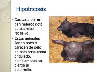 Hipotricosis
 Causada por un
gen heterocigoto
autosómico
recesivo.
 Estos animales
tienen poco o
carecen de pelo,
en este caso crece
ondulado,
posiblemente se
pierde al
desarrollo.
 