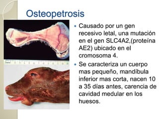 Osteopetrosis
 Causado por un gen
recesivo letal, una mutación
en el gen SLC4A2,(proteína
AE2) ubicado en el
cromosoma 4.
 Se caracteriza un cuerpo
mas pequeño, mandíbula
inferior mas corta, nacen 10
a 35 días antes, carencia de
cavidad medular en los
huesos.
 