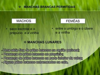  MANCHAS BRANCAS PERMITIDAS
MACHOS
• saco escrotal e o
prepúcio e a virilha
• entre o umbigo e o úbere
e a virilha
 MANCHAS LUNARES
- Uma série fina de pêlos brancos na região perineal;
- Presença de pêlos brancos no prepúcio;
- Presença de pêlos brancos na parte inferior da vulva;
- Alguns pêlos brancos entremeados na cola.
FEMÊAS
 