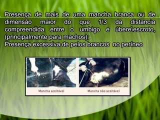 Presença de mais de uma mancha branca ou de
dimensão maior do que 13 da distancia
compreendida entre o umbigo e úbereescroto,
(principalmente para machos);
Presença excessiva de pelos brancos no períneo
 