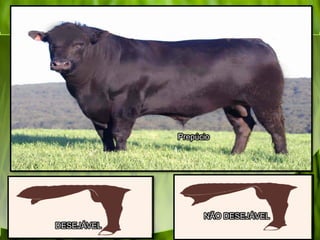 DESEJÁVEL
NÃO DESEJÁVEL
Prepúcio
 