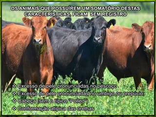 OS ANIMAIS QUE POSSUÍREM UM SOMATÓRIO DESTAS
CARACTERÍSTICAS, FICAM SEM REGISTRO
 Excesso de pele pronunciadas no pescoço
 Excesso de pele pronunciadas no umbigo ou prepúcio;
 Cabeça (sem o típico “Polled”)
 Conformação atípica das orelhas
 