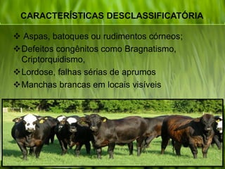 CARACTERÍSTICAS DESCLASSIFICATÓRIA
 Aspas, batoques ou rudimentos córneos;
Defeitos congênitos como Bragnatismo,
Criptorquidismo,
Lordose, falhas sérias de aprumos
Manchas brancas em locais visíveis
 