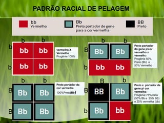 PADRÃO RACIAL DE PELAGEM
vermelho X
Vermelho
Progênie 100%
Preto portador da
cor vermelha
100%Preto(Bb)
bb
b
b
b b
B
B
bb
B
b
B
B
b
b
Preto portador
do gene pcor
vermelho x
vermelho
Progênie 50%
Preto (Bb) e
50% Vermelho
Preto x portador da
gene p cor
vermelha
Progênie:75%preta
(50% Bb e 25% BB)
e 25% vermelha (bb)
 