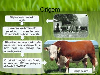 Origem
Benjamim Tomkins
(1714-1789)
Originária do condado
inglês
Sofrendo melhoramento
genético para obter uma
Precocidade na hora do abate
Difundida em todo mudo, são
raças de bom acabamento e
bom peso de carcaça em
animais jovens
O primeiro registro no Brasil,
ocorreu em 1907, sua pelagem
definida é “PAMPA”
Sendo taurino
 