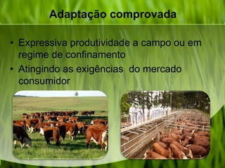 Adaptação comprovada
• Expressiva produtividade a campo ou em
regime de confinamento
• Atingindo as exigências do mercado
consumidor
 