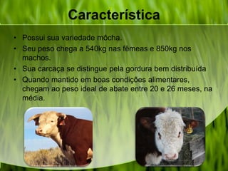 Característica
• Possui sua variedade môcha.
• Seu peso chega a 540kg nas fêmeas e 850kg nos
machos.
• Sua carcaça se distingue pela gordura bem distribuída
• Quando mantido em boas condições alimentares,
chegam ao peso ideal de abate entre 20 e 26 meses, na
média.
 