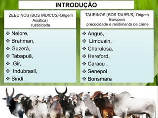  Nelore,
 Brahman,
 Guzerá,
 Tabapuã,
 Gir,
 Indubrasil,
 Sindi.
 Angus,
 Limousin,
 Charolesa,
 Hereford,
 Caracu ,
 Senepol
 Bonsmara
ZEBUÍNOS (BOS INDICUS)-Origem
Asiática)
rusticidade
TAURINOS (BOS TAURUS)-Origem
Europeia
precocidade e rendimento de carne
INTRODUÇÃO
 