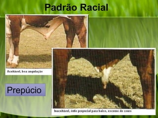 Padrão Racial
Prepúcio
 