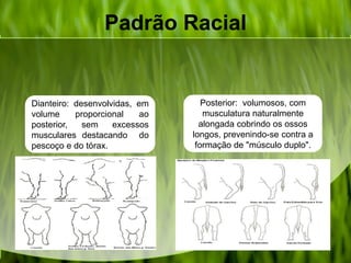 Padrão Racial
Dianteiro: desenvolvidas, em
volume proporcional ao
posterior, sem excessos
musculares destacando do
pescoço e do tórax.
Posterior: volumosos, com
musculatura naturalmente
alongada cobrindo os ossos
longos, prevenindo-se contra a
formação de "músculo duplo".
 