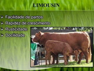 LIMOUSIN
 Facilidade de partos
 Rapidez de crescimento
 Rusticidade
 Docilidade
 